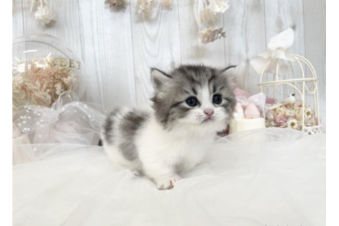 成約済の大阪府のミヌエット-33287の8枚目